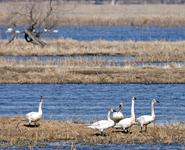 Trumpeter Swans 6747